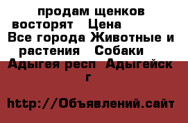 продам щенков восторят › Цена ­ 7 000 - Все города Животные и растения » Собаки   . Адыгея респ.,Адыгейск г.